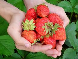 Strawberries do best with plenty of light. Led Grow Lights For Strawberries Oreon