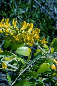 Image result for Sophora inhambanensis