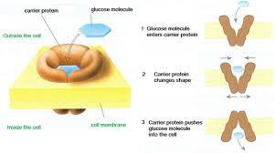 Facilitated diffusion  edit  there are over 10 different types of glucose transporters; Active Transport Biology Notes For Igcse 2014