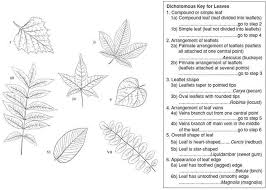 This activity requires each student to use the complete the dichotomous key worksheet, which can be printed from pages 16 and 17 under appendix. 11 A Dichotomous Key Dichotomous Key Printable Worksheets Biology Worksheet
