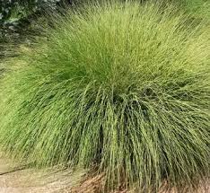 Image result for Grewia pubescens