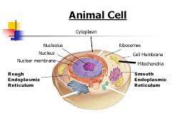 Check spelling or type a new query. Plant And Animal Cell Structures Objective 2 0