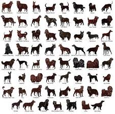 All Dog Breeds With Pictures And Names Dog Breeds Dog