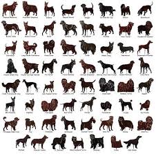 all dog breeds with pictures and names dog breeds dog