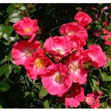 Check spelling or type a new query. Rambling Rose American Pillar
