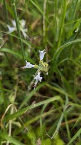 Image result for Ocimum filamentosum