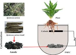 Image result for Aloe carnea