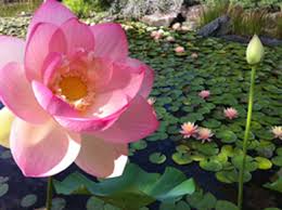 Many stores also participate in renewable energy. Lotus Water Plants For Container Gardens Ponds Rochester Ny Acorn Ponds Waterfalls