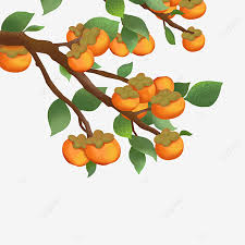 See persimmon tree stock video clips. Persimmon Tree Persimmon Fruit Autumn Png Transparent Image And Clipart For Free Download