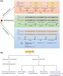 Check spelling or type a new query. Development Of Genetic Quality Tests For Good Manufacturing Practice Compliant Induced Pluripotent Stem Cells And Their Derivatives Scientific Reports