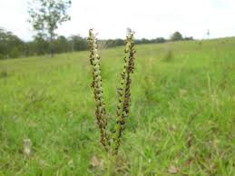 Maybe you would like to learn more about one of these? Bahia Grass Paspalum Notatum Feedipedia