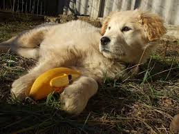 Curly Little Ears Most Beautiful Dog Breeds Golden Retriever I Love Dogs