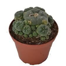That means you have to take more cactus to achieve the same effect. Peyote Cactus Huge Cluster Avalon Magic Plants