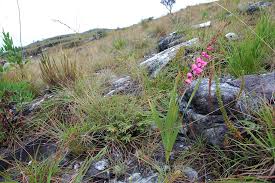 Image result for Gladiolus crassifolius