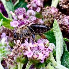Image result for Lippia abyssinica