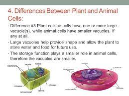 We did not find results for: Plant Cells Verses Animal Cells Compare The Major Components Of Plant And Animal Cells Ppt Download