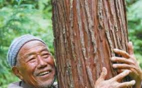 Lão nông phát hiện 3 cây gỗ quý hơn 1.000 năm tuổi trong vườn nhà, thương  gia ra giá hơn 900 tỷ đồng mua trọn nhưng bị chuyên gia ngăn lại: "Tuyệt  đối đừng bán"