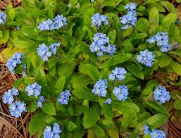 Check out our wide selection of flower arrangements online or come see us and all our new in store items! Forget Me Nots Home Garden Information Center