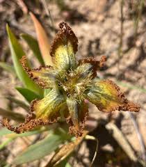Image result for Ferraria glutinosa