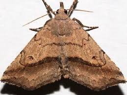 Image result for Isoglossa perdita