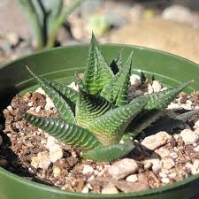 Image result for Haworthia limifolia