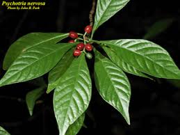 Image result for Psychotria ceratoloba