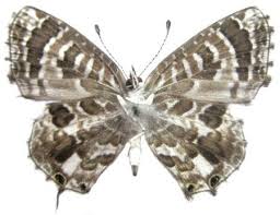 Image result for Syncolostemon flabellifolius