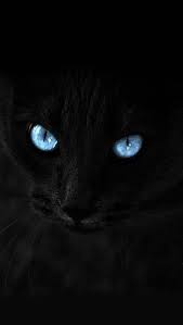Beautiful Black And White Cat With Blue Eyes Wallpaper Blue Eyed Cat Cat With Blue Eyes Crazy Cats Beautiful Cats