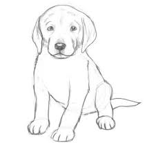 The dog drawing in progress. How To Draw Dogs Dog Sketch Animal Drawings Dog Drawing