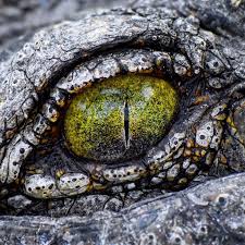 Polubienia 152 Komentarze 7 Sean Laughlin Gingerbeast1 Na Instagramie Crocodiles Have One Of My Favorite Eyes Crocodile Eyes Reptile Eye Nile Crocodile