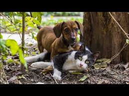 Ruyada Kedi Kopek Kavgasi Gormek Youtube