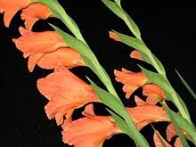 Image result for Gladiolus microspicatus
