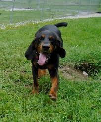 Black And Tan Coonhound Rescue Tennessee Adopt Moses On With Images Coonhound Humane Society Black And Tan