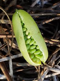 Image result for Crotalaria valida