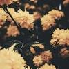 Find the best aesthetic tumblr backgrounds on wallpapertag. Https Encrypted Tbn0 Gstatic Com Images Q Tbn And9gct6g Ukz0knbcia Bsztaz2jiljf6rw84sx1yxsxc06yq3pzog2 Usqp Cau