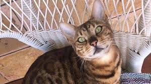 Breeding bengal cats submitted to a complete testing process to ensure their good health and the good health of their kittens. South Australian Pet Cat Tyga Accidentally Euthanased By Veterinary Clinic In Murraylands Abc News