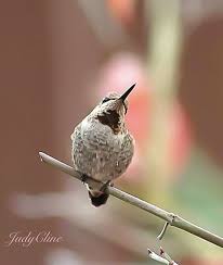 Birds Of Western Washington State Judycline 10 2018 Juvenile Anna S Male Hummingbird Western Washington State Hummingbird Cute Animals Western Washington