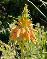 Image result for Aloe cooperi
