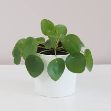 Image result for Pilea bambuseti
