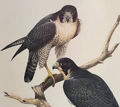 Wildlife Art Auction