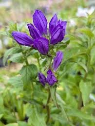 Image result for campanula glomerata