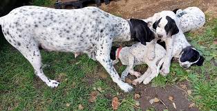 Image result for auvergneský ohař