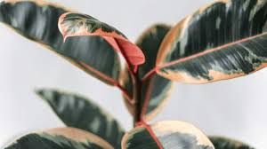 Use this pruning knowledge to design your perfect rubber plant! 9 Causes For White Spots On Rubber Plants