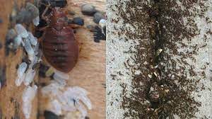 We handle residential, commercial and industrial pest control issues. Pest Control Brampton Affordable Pest Exterminator In Brampton Pestend