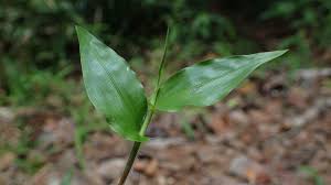 Image result for Panicum brevifolium