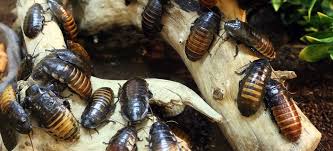 As the #1 pest control company in virginia beach, accurid pest solutions inc. Pest Control Services Harris Son Pest Control