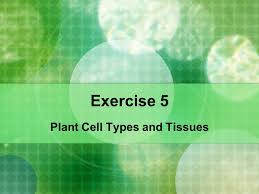 We did not find results for: Plant Cell Types And Tissues Ppt Video Online Download