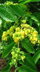 Image result for Cananga