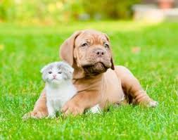 At chino hills parkway pet hospital, we treat your pets like the valued family members. Pet Supplies In Nixa Mo Seven Hills Veterinary Clinic