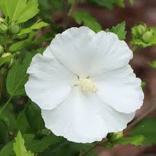 Image result for Hibiscus pusillus